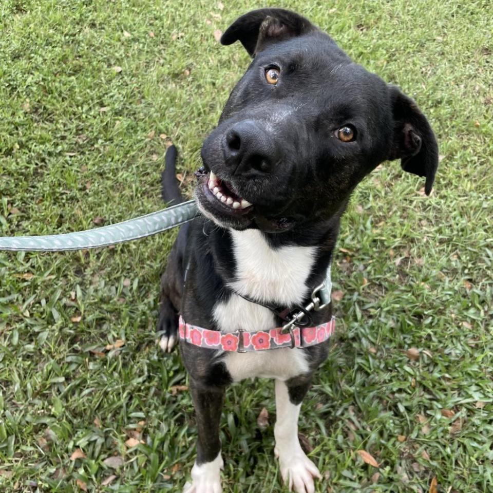 Major is back looking for a true friend. He really doesn’t want to be that “longtime resident.” Major likes to climb fences, is high energy, does not like cats, dogs or kids, and only knows some basic commands, which means he needs training. But misfits need love too. He loves toys and the water. So, if you’re a misfit yourself or misfits are your type, come meet Major at www.spcaflorida.org/appointment.