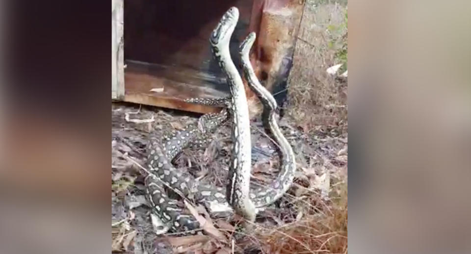 The snakes continued with this behaviour for about five minutes, before one realised there were humans nearby and slithered away. Source: Gold Coast and Brisbane Snake Catcher/ Facebook