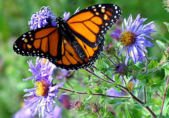 Garden Trend No. 2: Monarch butterflies are excellent pollinators. 