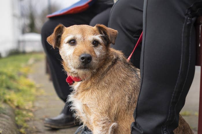 A puppy on a leash sits in between its owner legs looking off to its left side