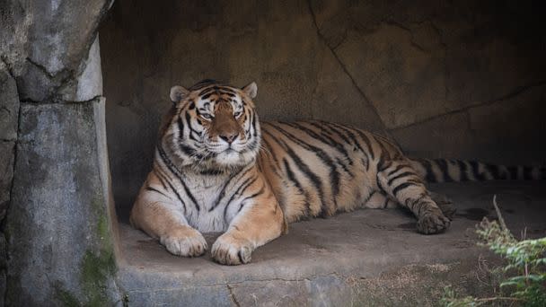 PHOTO: Jupiter, a 14-year-old Amur tiger, passed away on Sunday, June 26, 2022, after officials at the Columbus Zoo confirmed that he had developed pneumonia which was caused by the COVID-19 virus. (The Columbus Zoo and Aquarium / Facebook)