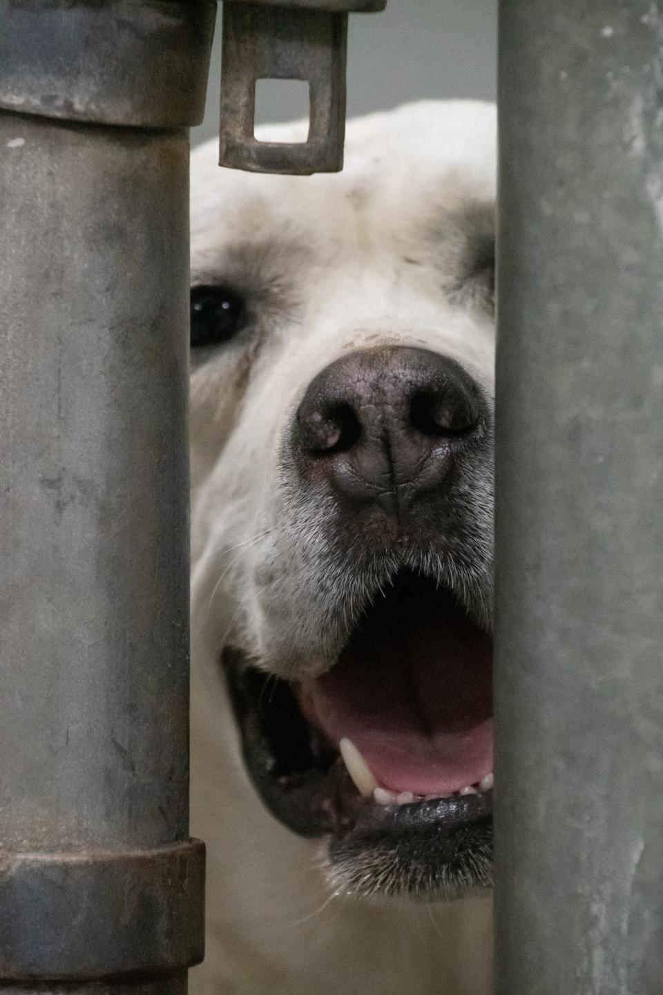 A new dog shelter will provide better kennels, a larger play area and a suitable office area for the employees.