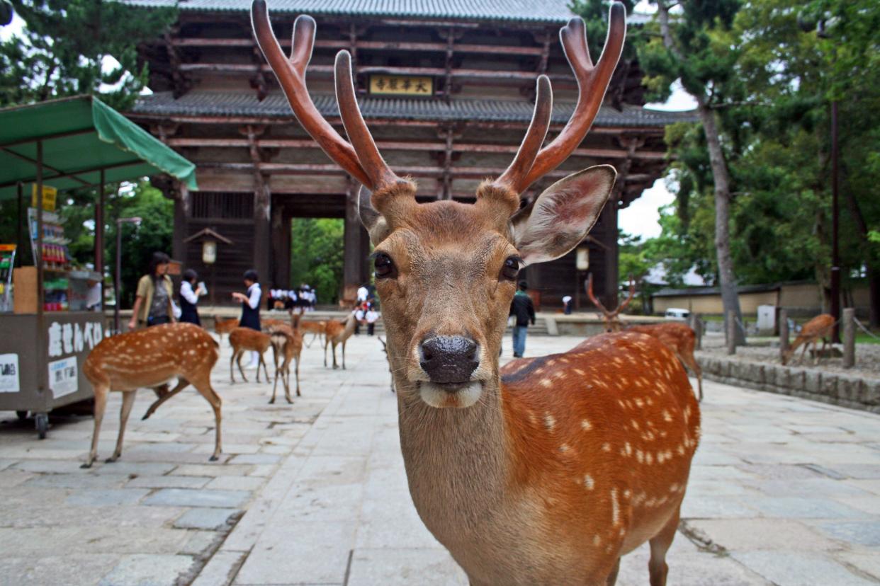 Sika Deer, Nara Park, Japan