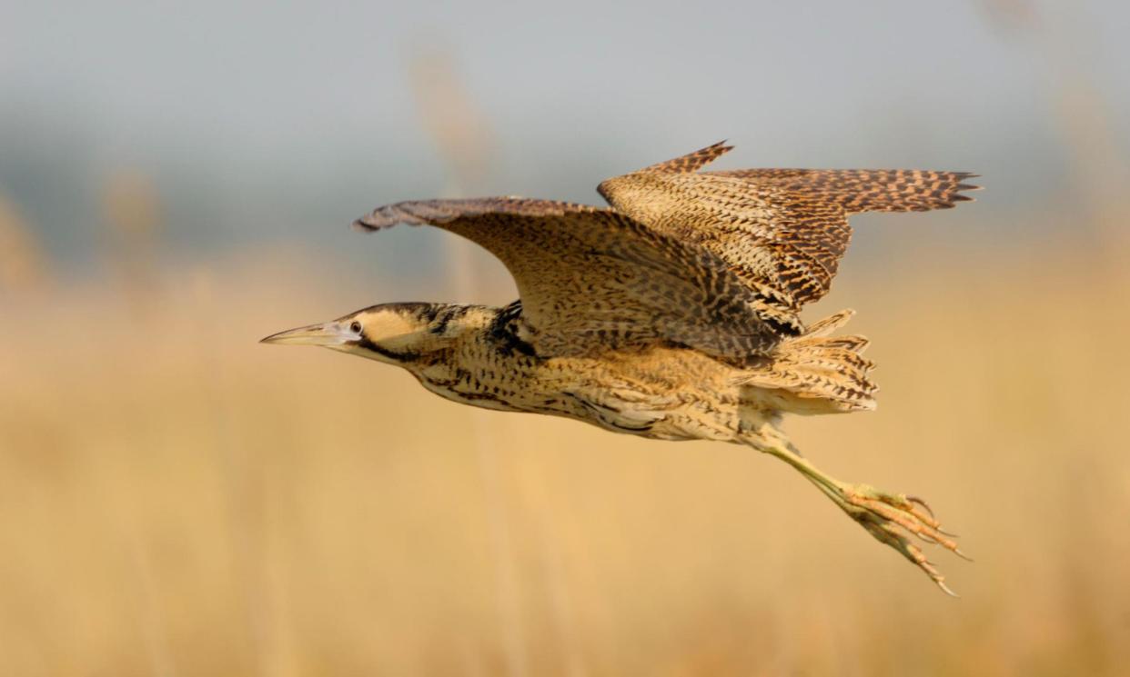 <span>New habitats have been created for bitterns in England and Wales as the rise in sea levels threatens the loss of the reedbeds they live among.</span><span>Photograph: wonderful-Earth.net/Alamy</span>