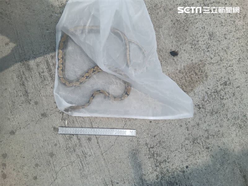 高雄市農業局表示，8日凌晨接獲通報，捕獲捉黑眉錦蛇1隻。（圖／高市農業局提供）