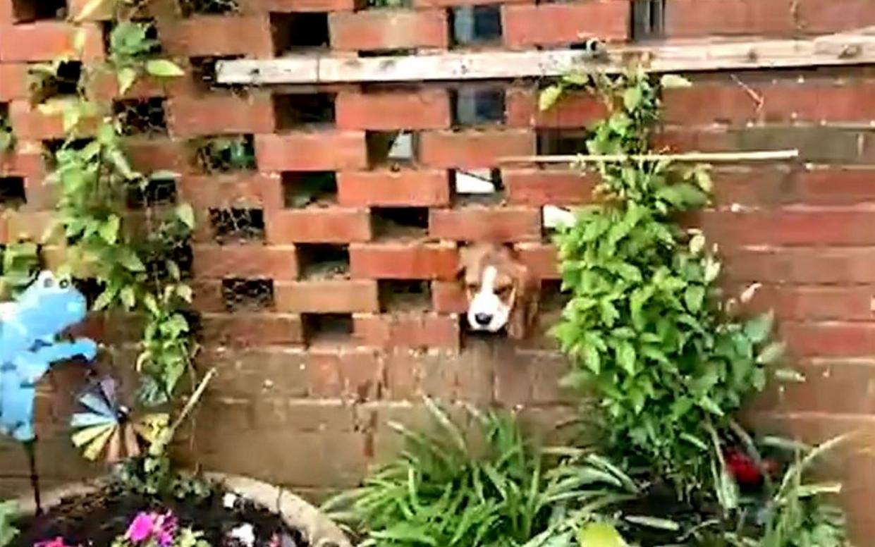 The puppy's head was firmly wedged between bricks in the wall