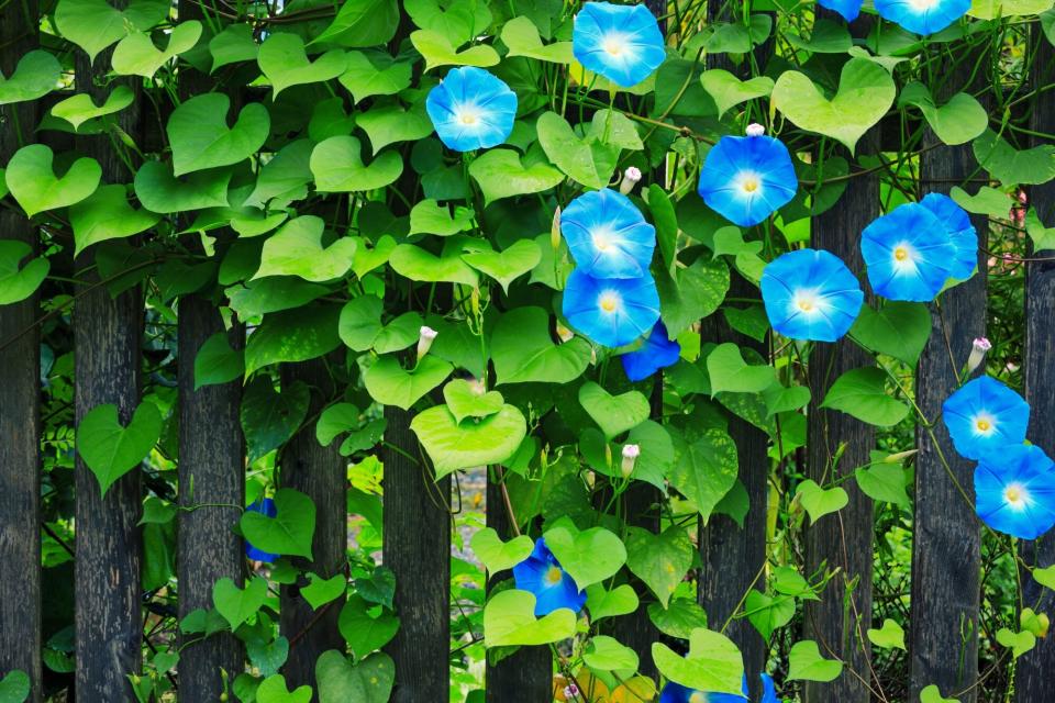Sky Blue Morning Glories On Fence