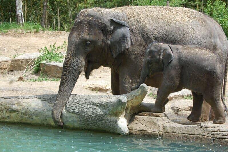 Asian elephants Rani and her baby, Kenzi. Photo courtesy of St. Louis Zoo