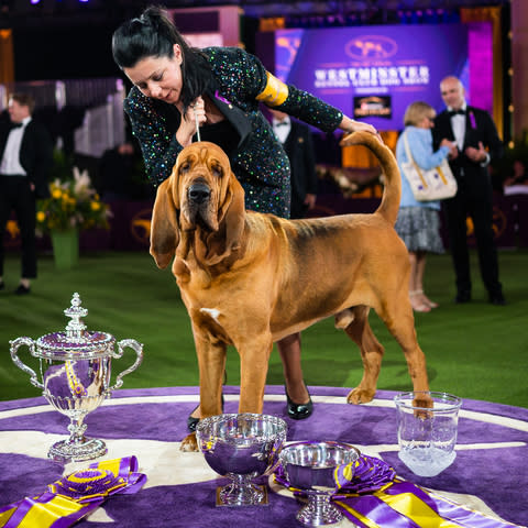 can you bring your dog to the westminster dog show