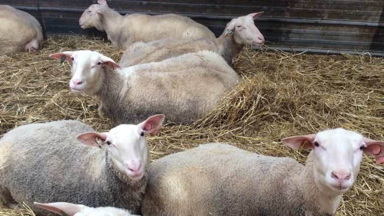 Island sheep farmers milking their way into cheese and yogurt market