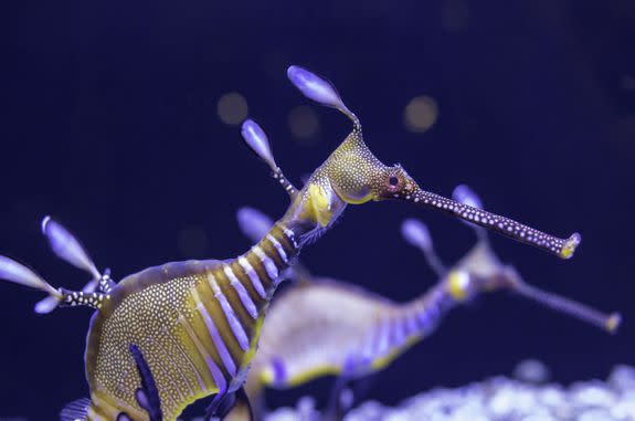 A Weedy Seadragon