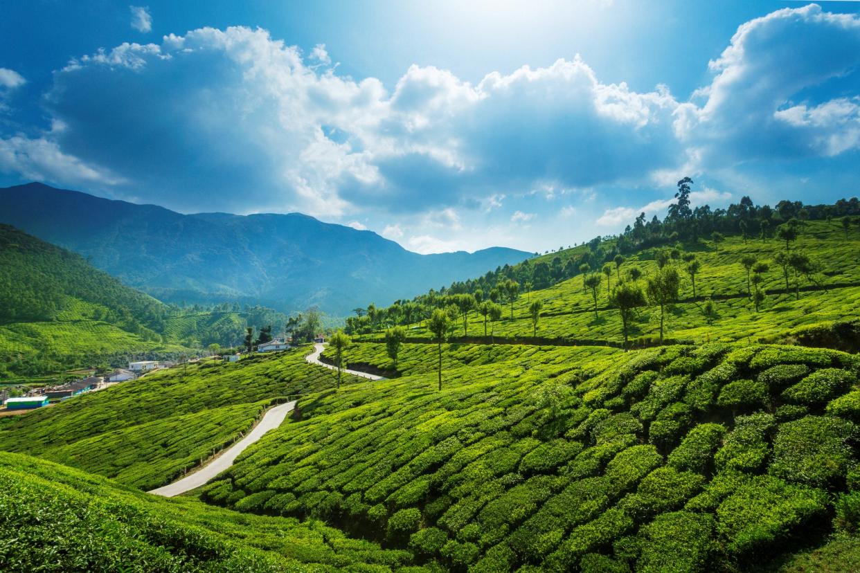 Rolling green hills of Munnar, India are seen with mountains, blue, sky, and clouds in the distance.