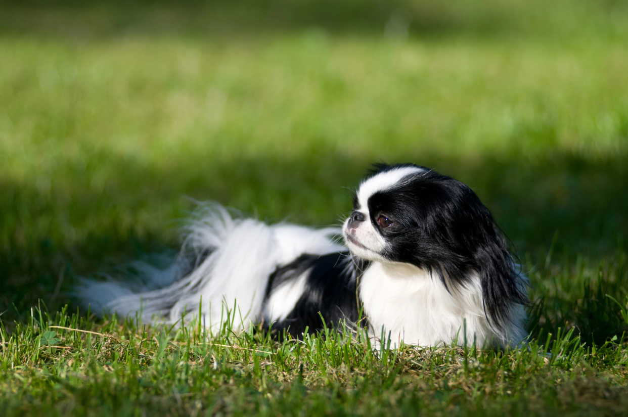 Japanese Chin