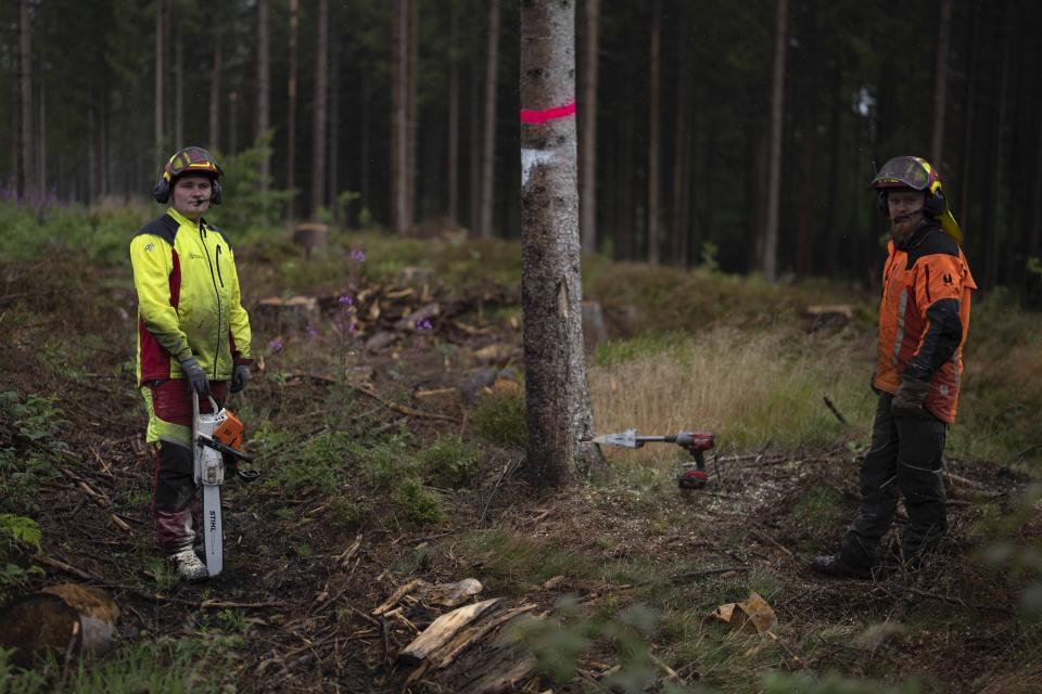 Employees cut a tree infested with bark beetles in a forest of Lower-Saxony state forests at the Harz mountains near Clausthal-Zellerfeld, Germany, Thursday, July 27, 2023. The tiny insects have been causing outsized devastation to the forests in recent years, with officials grappling to get the pests under control before the spruce population is entirely decimated. (AP Photo/Matthias Schrader)