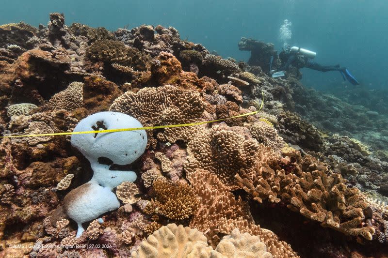 Coral reefs bleach in the Great Barrier Reef as scientists conduct in-water monitoring during marine heat in Arlington Reef