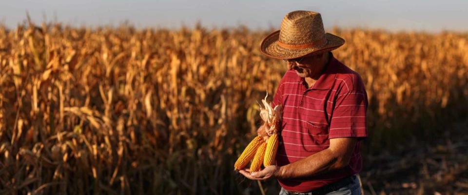 Senior farmer standing in corn field and examining crop before harvesting.