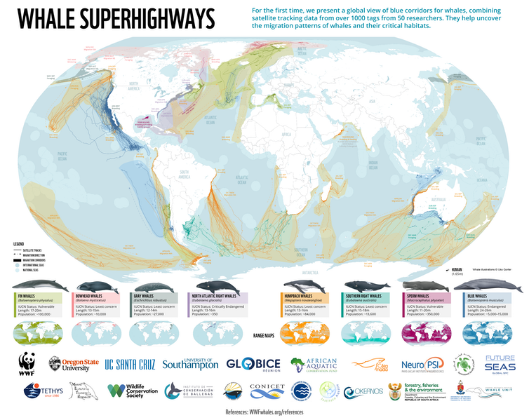 A map of the world with whale migration routes highlighted.