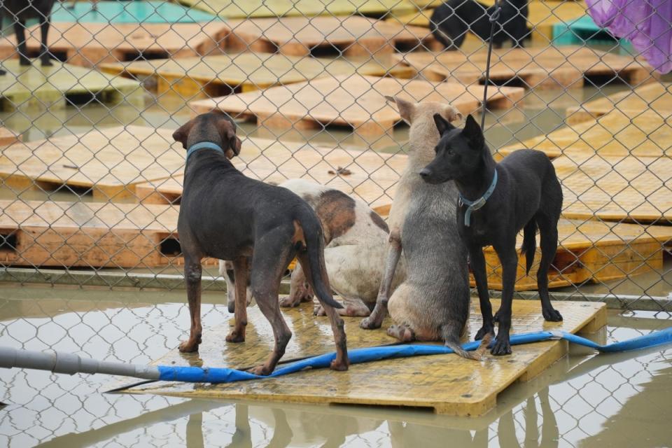 ▲台南狗園淹水，貓狗們都泡在水中等救援，台灣動物緊急救援小組7天募200萬做架高工程，空拍影片惹哭30萬網友。（圖／台灣動物緊急救援小組提供） 