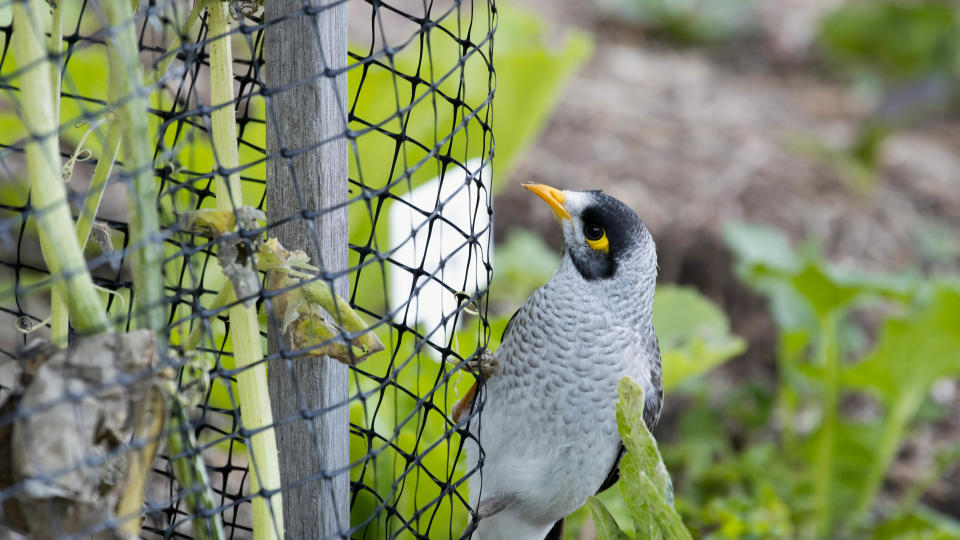 Bird netting