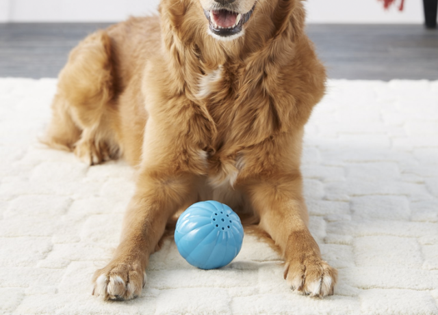 20 Interactive Dog Toys to Keep Your Pup Busy - PureWow