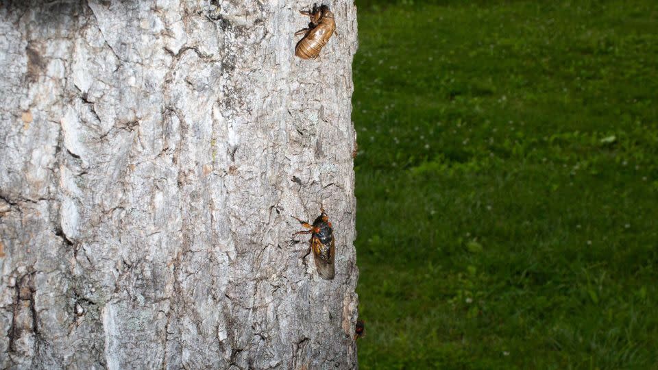 X-hatch cicadas appear in Indianapolis in 2021. Billions of cicadas are expected this spring as two different broods - Broods XIX and XIII - emerge simultaneously.  - Jason Bergman/Sipa USA