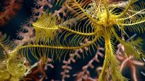 <p>A close-up of a crinoid illustrates the pinnules on the long arms used to filter food from the water. (Photo: Northeast Canyons 2013 Science Team/NOAA Okeanos Explorer Program) </p>