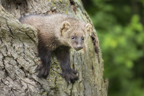 A mysterious creature that has been spotted roaming the streets of a neighbourhood in the Bronx has been identified