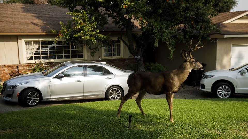 A deer walks through the yard of a resident in Arcadia, California. People should resist feeding deer. If a buck like this loses its fear of humans, they could do real damage. - Patrick T. Fallon/Bloomberg/Getty Images