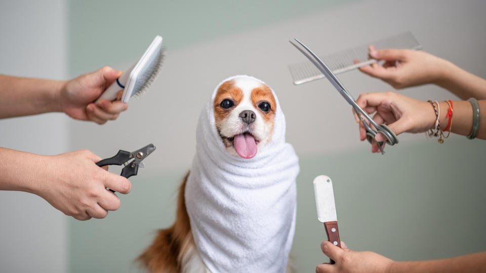 Dog at salon