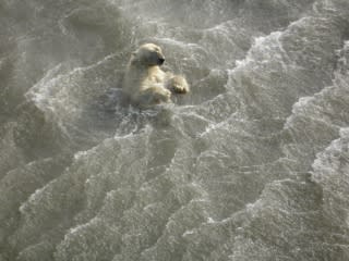 Eric-Regehr_USFWS