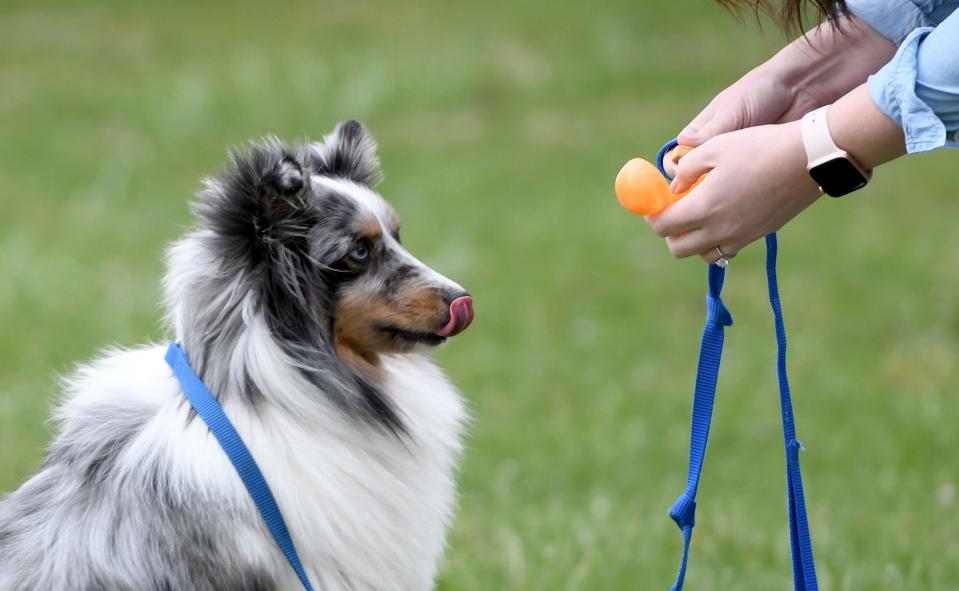 Timber waits patiently for a treat as Tia Delligatti of Cuyahoga Falls opens an egg at The Paw Pad Pet Boutique during a K9 Easter Egg Hunt in Jackson Township.