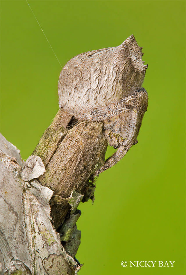 Tree Stump Orb Weaver  Macro <a href="http://www.flickr.com/photos/nickadel/sets/72157634212989544/">spider images </a>by <a href="http://sgmacro.blogspot.com/">Nicky Bay</a>