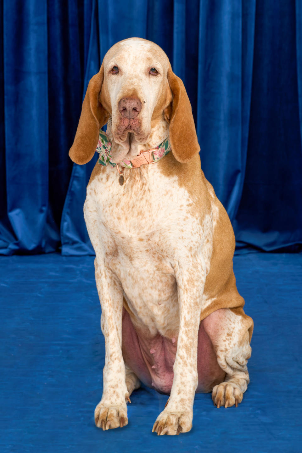 All About the National Dog Show and What to Expect from the 2022 Show on Thanksgiving Day