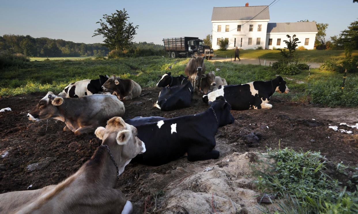 <span>Dairy cows rest outside the home of Fred and Laura Stone at Stoneridge Farm in Arundel, Maine. The farm was forced to shut down after sludge spread on the land was linked to high levels of PFAS in the milk.</span><span>Photograph: Robert F Bukaty/AP</span>