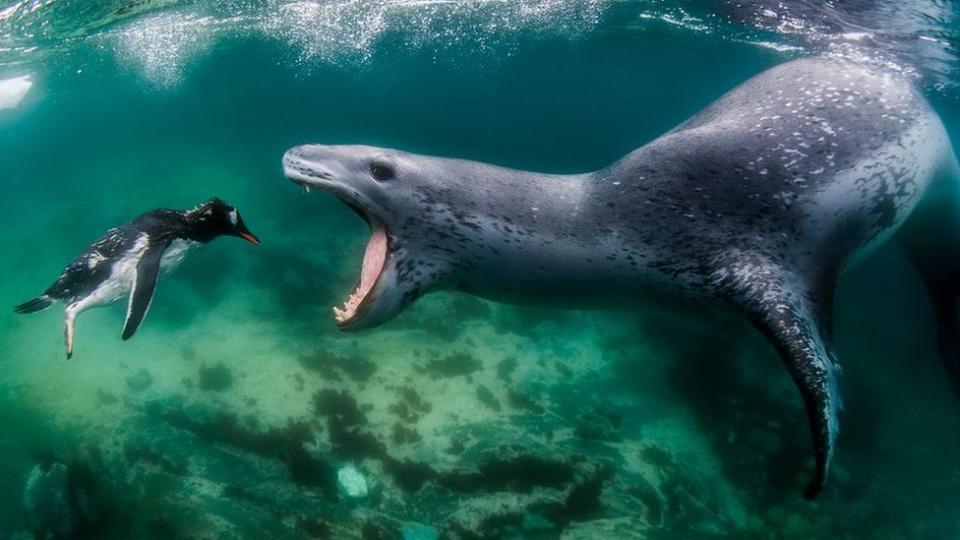 foca leopardo