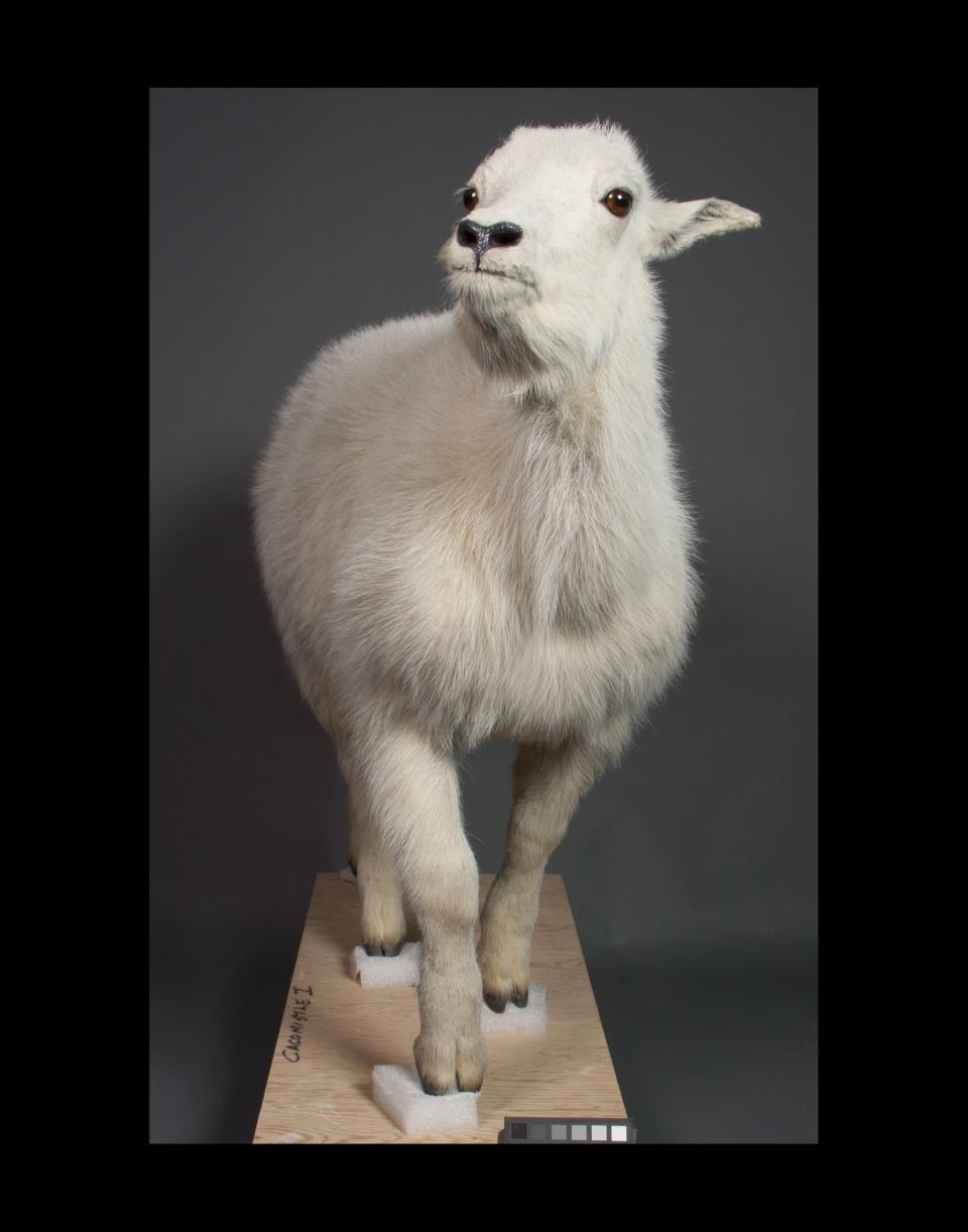 The goat received a brand new set of eyes and had the skin surrounding its eyes re-hydrated, making him look 10 years younger, museum officials estimate.