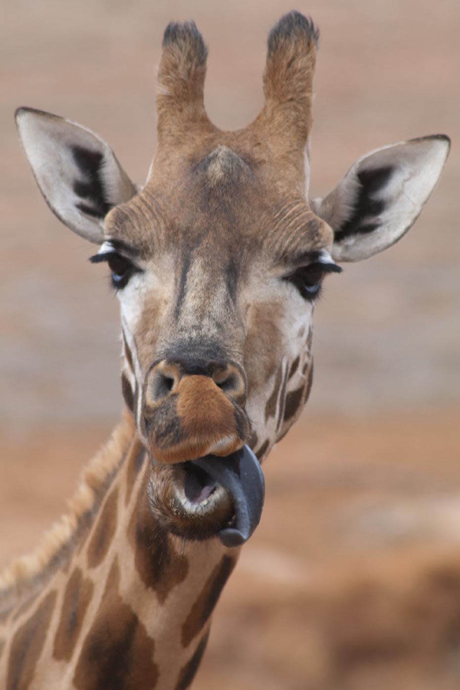 Tierische Doppelgänger: Tiere, die wie Promis aussehen