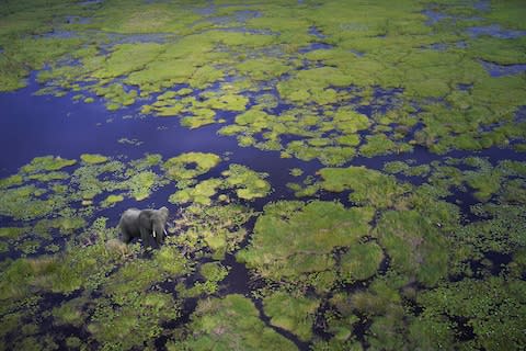 Chobe elephant - Credit: Getty