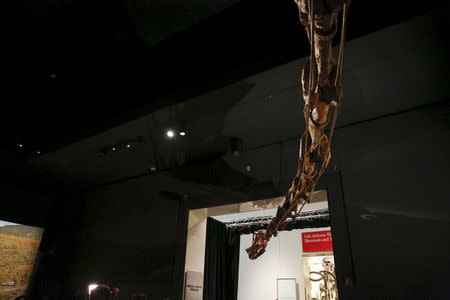The head of a skeleton cast of a titanosaur is seen extending out the door during a media preview at the American Museum of Natural History in New York January 14, 2016. REUTERS/Shannon Stapleton