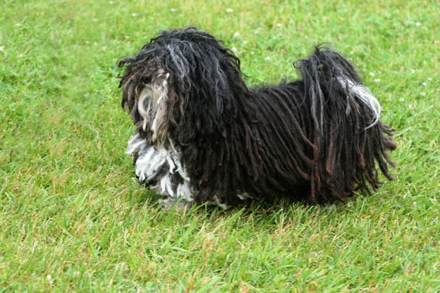 Havanese — Affectionate and Adaptable