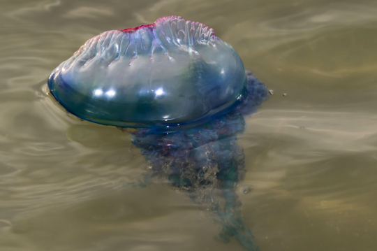 giant man of war jellyfish