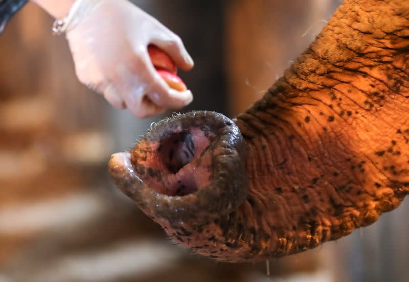 Veterinarian offers apples to Asian elephant Mara in her enclosure at the former city zoo now known as Ecopark in Buenos Aires