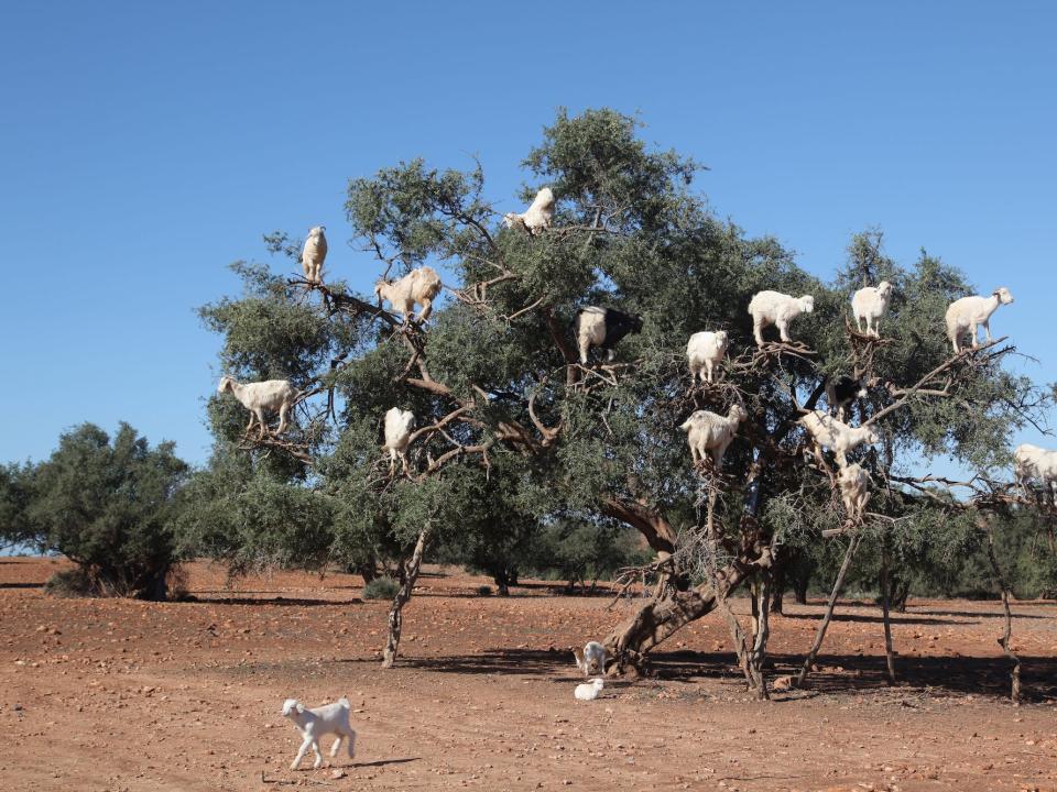 White goats are seen in an argan tree.