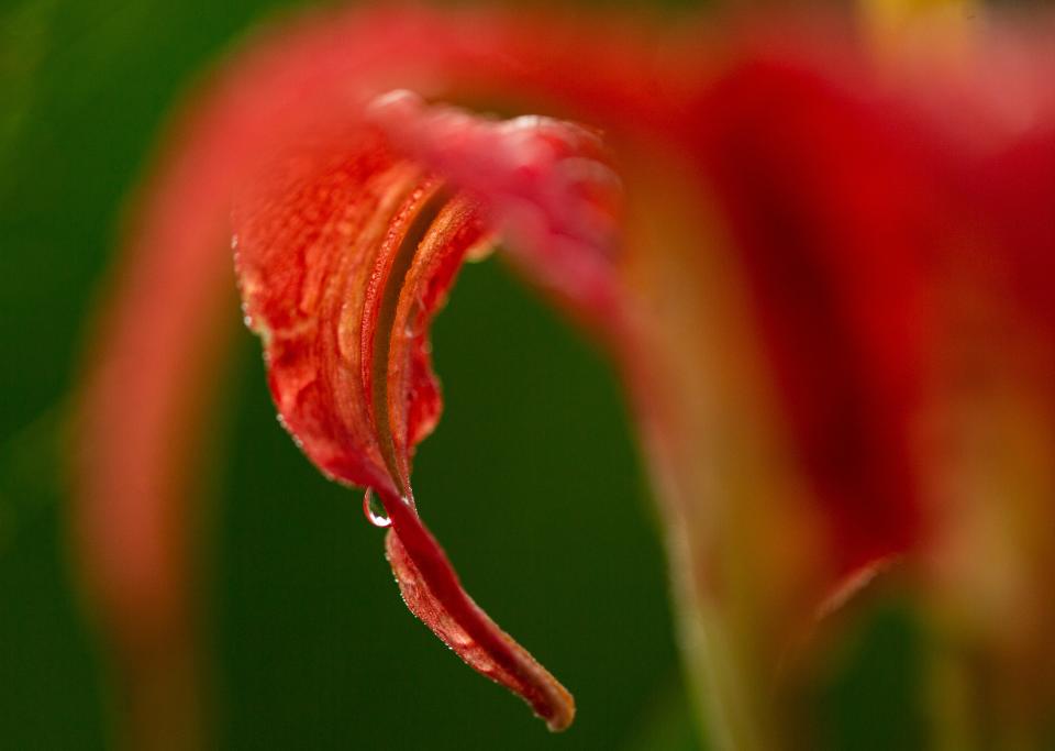 Water droplets form on a Catesby’s lily also known as a pine lily at CREW on Friday, Sept. 22, 2023. Rainfall has been sparse this year along the Southwest Florida coast, which is already in drought conditions.