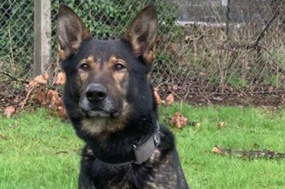 German Shepherd Odin quickly sniffed out the lost item in just two minutes: West Midlands Police