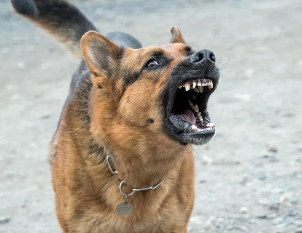 南韓中部的大田廣域市，誤傳有70多隻猛犬從犬舍逃出。示意圖，非當事狗。（翻攝自pixabay）
