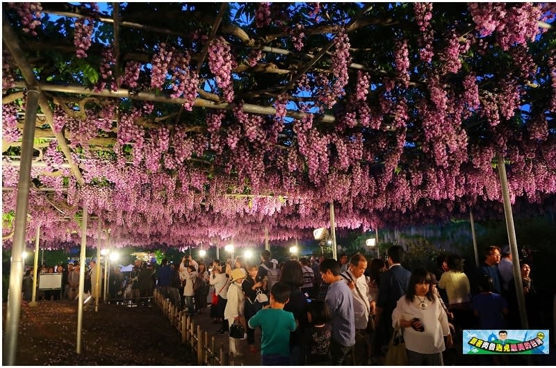 日本栃木縣｜足利花卉公園