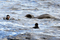 <p>A handout photo made available by Sri Lanka Navy media unit shows Sri Lanka Navy divers trying to tie a rope around an elephant who had strayed away into the open sea and trying to stay afloat off the East coast of the Island on July 12, 2017. (Photo: Sri Lanka Navy media unit/REX/Shutterstock) </p>