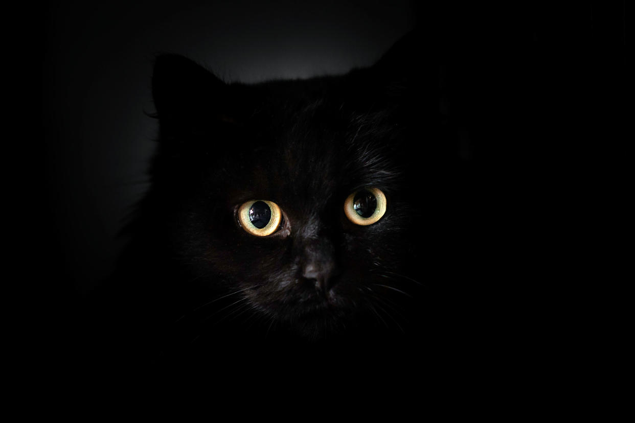 Black cat (Getty Images)