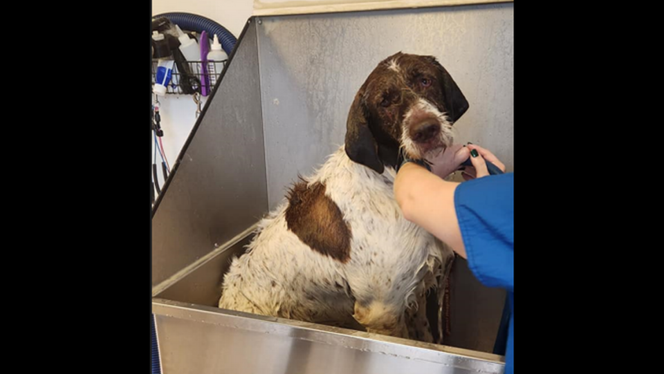 The dog is expected to be just fine. Photo from Weber County Animal Services